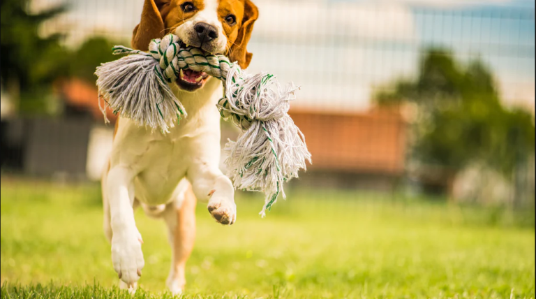 dog-toy.png